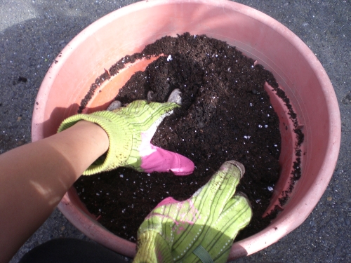 Potting soil and compost